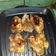 Cooksnap dari shanty untuk resep Ayam Bakar Teflon