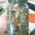 El cooksnap de cezai cuando hizo Berenjenas en escabeche (microondas).