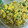 El cooksnap de fmartel cuando hizo Ensalada de cous Cous, menta y mango.