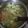 Cooksnap dari Dian Saraswati untuk resep Simple Misua Soup