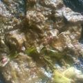 Cooksnap dari Na Linchz untuk resep Rendang daging sapi