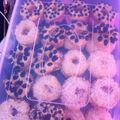 Cooksnap dari Baried kimmy untuk resep Donat Kentang Empuk (no mixer)