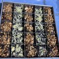 Cooksnap dari rahmatika 🍃 untuk resep Brownies Panggang/ Brownies sekat Yummy