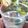 Shradha Nema (foodgazin')'s cooksnap of when they made Refreshing Mint Sorbet Lemonade.