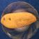 Bina Talati's cooksnap of when they made ભરેલા મરચા ના ભજીયા (Bharela Marcha Bhajiya Recipe In Gujarati).