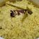 Cooksnap Zarafafiis ❣️🌹 semasa beliau membuat Nasi Kuning Terengganu.