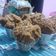 Cooksnap dari kartika rizka untuk resep Bolu kukus pisang mekar