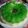 Cooksnap dari Nia ummu Icbanik untuk resep Puding Pandan Lumut Mentega #selasabisa