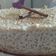 El cooksnap de Albita C. R. cuando hizo Tarta de arroz con leche (postre frío).