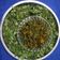 Bina Talati's cooksnap of when they made તાંદલજા ની ભાજી નું ગ્રીન શાક (Tandalja Bhaji Green Shak Recipe In Gujarati).
