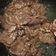 Cooksnap dari Liztya Adhitya untuk resep 3. Beef Teriyaki ala hokben