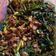 Cooksnap dari Yuni Dwi Lestari untuk resep Tumis kangkung taoco