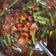 Cooksnap dari Putriana Patty untuk resep Asem Asem Kikil