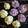 Cooksnap dari Ria Mamanya Tata untuk resep Flower hatbox cake with buttercream