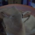 Cooksnap dari Kriana Ummu Musa Bram untuk resep Crepes Crispy Simple