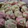 Cooksnap dari Susum Nur Wilda untuk resep Bolu Kukus Mekar Sprite