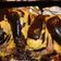 El cooksnap de Gustavo Andres Molina cuando hizo Abanico de berenjenas al horno.