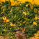 Cooksnap dari nur khasanah untuk resep Gulai Daun Singkong
