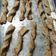 El cooksnap de Panambi cuando hizo Grisines con semillas (tipo galletita).