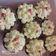 Cooksnap dari Elisabeth Angelina untuk resep Buttercream Mentega Kuning Anti Gagal