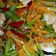 Cooksnap dari Catharina Herma untuk resep Tumis buncis wortel udang