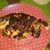 Cooksnap dari Hellen untuk resep Ikan Bakar Teflon