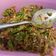 Cooksnap Qasrina semasa beliau membuat Sambal Totok Jawa Mak Mertua (versi paling padu dan asli).