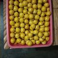 Cooksnap dari Bundanya Gaby Chaella untuk resep Nastar Renyah anti gagal