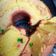 Cooksnap dari Gave Bunda Zidan untuk resep Cake Jadul / Bolu Sukade