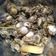 Cooksnap dari BL99 untuk resep 47. Kerang Simping Saus Padang