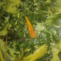 Cooksnap dari indriya untuk resep Gulai Daun Singkong