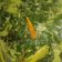 Cooksnap dari indriya untuk resep Gulai Daun Singkong