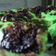 Cooksnap dari Eka Fatimah untuk resep Brownies pandan kurma #legittt buangetzz