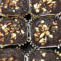 รูป Cooksnap ของ บะงึกบะงัก บึบบึบงุ๋งงุ๋ง เมื่อเขาทำ บราวนี่ คีโต Brownie keto