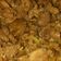 Cooksnap dari Neng Uwi untuk resep Beef teriyaki simple