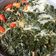 Cooksnap dari Rantii@gmail.com Pujiastuti untuk resep Sayur Daun singkong santan teri medan
