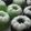 Cooksnap dari Ie untuk resep Putu ayu pandan