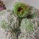 Cooksnap dari Ju kyung Mrdyynt untuk resep Klepon Tepung Beras Ketan no ribet