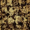 Cooksnap dari Wisnu Wigati untuk resep Brownies panggang