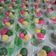Cooksnap dari Wiwik d'Catering untuk resep Kue Bugis/Putri Mandi