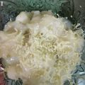 Cooksnap dari Ninuk Melani untuk resep Singkong Thai Keju