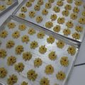 Cooksnap dari shofia mulfah untuk resep Kue Semprit Jadul