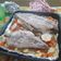 El cooksnap de Vero Liz cuando hizo Palometa al horno con verduras y queso sardo.