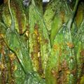 Apeksha sam का कुकस्नैप जब उन्होंने स्टफ्ड चटपटे करेले (Stuffed chatpate karele recipe in Hindi) बनाया था।
