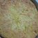 Cooksnap dari Puji Rachmawati untuk resep Bolu keju (sponge)