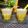 Cooksnap dari Zaleekha_gwen untuk resep Creamy Mango Sago
