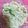 El cooksnap de Eve Calderon cuando hizo Fideos mostacholes con salsa de crema y brocoli.