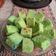 Cooksnap dari Pramudita Nur Rahma untuk resep Bolu Pandan Kukus 2 Telur