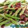 Cooksnap dari Ayunira untuk resep Tumis buncis belacan