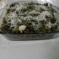 Saroj Shah's cooksnap of when they made ગ્રીન પુલાવ (green pulav Recipe in Gujarati).